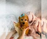 Puppy Poodle red Poodle (Toy)