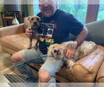 Small #8 Maltese-Poodle (Toy) Mix
