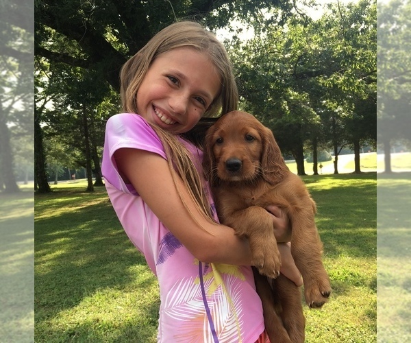 Medium Photo #2 Irish Setter Puppy For Sale in HAMILTON, AL, USA