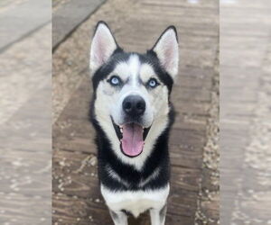 Eddie - Male Siberian Husky Dog for Adoption - Photo #2