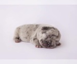 Puppy 5 French Bulldog