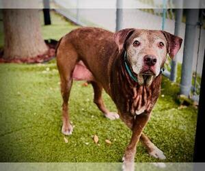 Labrador Retriever-Unknown Mix Dogs for adoption in Orlando, FL, USA