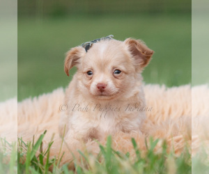 Medium Chihuahua