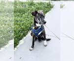 Small #15 Labrador Retriever Mix