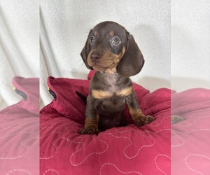 Dachshund Puppy for sale in GREENFIELD, IN, USA