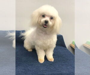 Maltese Dogs for adoption in Lincolnwood, IL, USA