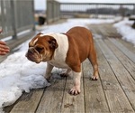 Small Photo #2 Bulldog Puppy For Sale in COCHRANVILLE, PA, USA