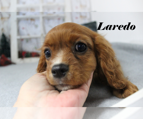 Medium Photo #104 Cavalier King Charles Spaniel Puppy For Sale in CHANUTE, KS, USA