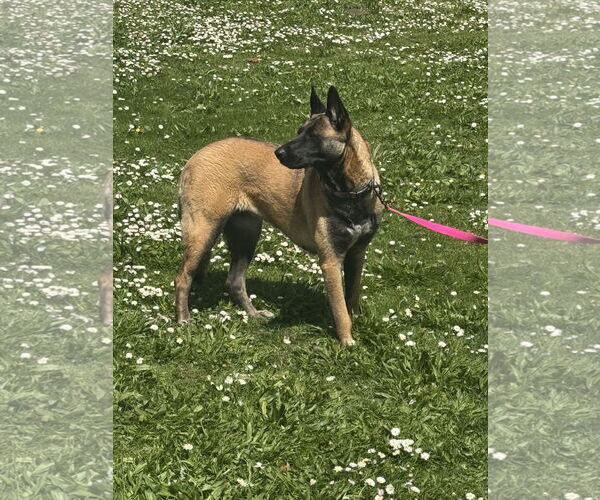 Medium Photo #8 German Shepherd Dog-Unknown Mix Puppy For Sale in Seattle, WA, USA