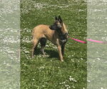 Small #7 German Shepherd Dog Mix