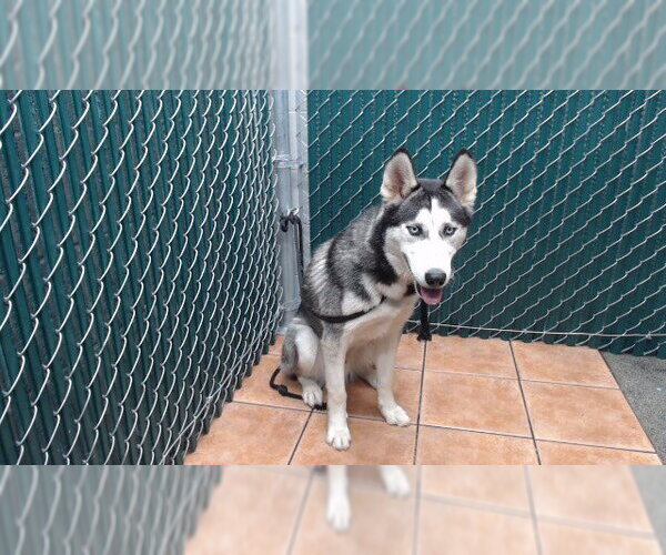 Medium Photo #1 Siberian Husky Puppy For Sale in Downey, CA, USA