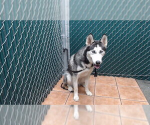 Siberian Husky Dogs for adoption in Downey, CA, USA