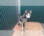 Small Siberian Husky
