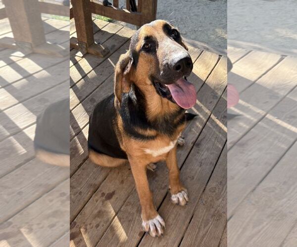 Medium Photo #2 Bloodhound-German Shepherd Dog Mix Puppy For Sale in Wetumpka, AL, USA