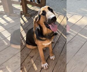 261548  Capybara - Male Bloodhound-German Shepherd Dog Mix Dog for Adoption - Photo #2