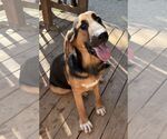 Small Photo #2 Bloodhound-German Shepherd Dog Mix Puppy For Sale in Wetumpka, AL, USA