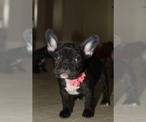 French Bulldog Puppy for sale in HOUSTON, TX, USA