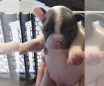 Small #12 French Bulldog