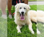 Small #1 Great Pyrenees