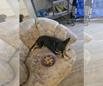Small #2 Chihuahua Mix
