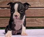 Small #2 Boston Terrier