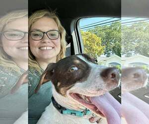 Pointer-Unknown Mix Dogs for adoption in Woodbury, NY, USA