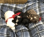 Small Photo #13 Poodle (Toy)-Texas Heeler Mix Puppy For Sale in MARQUAND, MO, USA