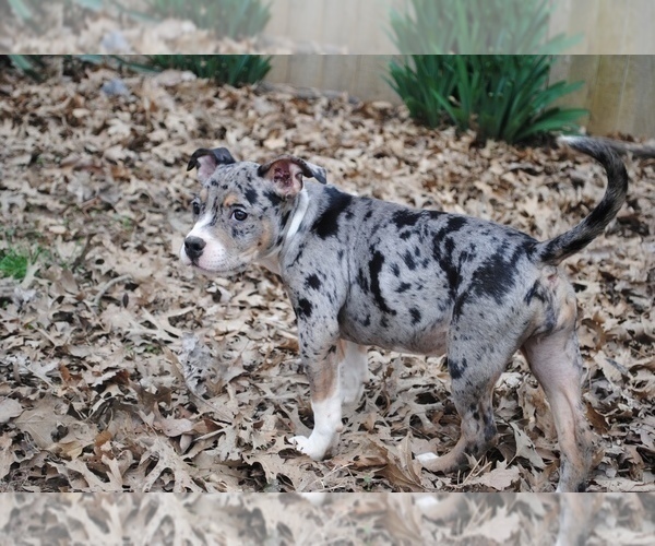 Medium Photo #4 American Bully Puppy For Sale in LEWISBURG, TN, USA