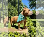 Small #9 American Staffordshire Terrier-Bulldog Mix