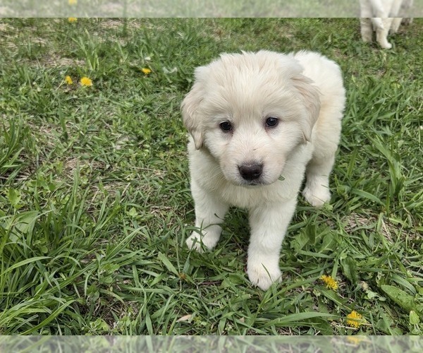 Medium Photo #7 Maremma Sheepdog Puppy For Sale in ROCHELLE, IL, USA