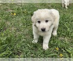 Small #6 Maremma Sheepdog