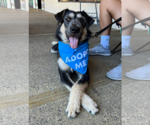 German Shepherd Dog-Irish Wolfhound Mix Dogs for adoption in Fresno, CA, USA