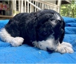 Small Photo #2 Labradoodle Puppy For Sale in MAGNOLIA, TX, USA