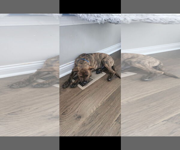 Medium Photo #8 American Pit Bull Terrier-Unknown Mix Puppy For Sale in Germantown, OH, USA