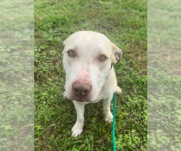 Medium Photo #6 Mutt Puppy For Sale in Abbeville, LA, USA