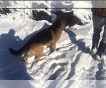 Small Photo #3 German Shepherd Dog Puppy For Sale in UTICA, NY, USA