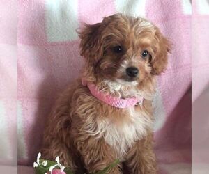Cavapoo Puppy for sale in ARTHUR, IL, USA