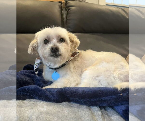 Medium Photo #2 Maltese Puppy For Sale in Arlington, VA, USA