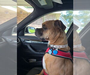 Boxer Dogs for adoption in  Katy, TX, USA