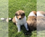 Small Photo #5 Collie Puppy For Sale in PLEASANT LAKE, IN, USA