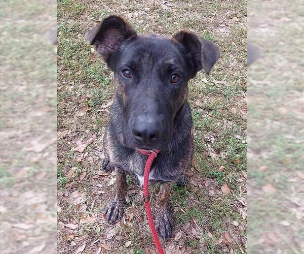 Medium Photo #1 Mutt Puppy For Sale in Fort Lauderdale, FL, USA