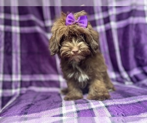 ShihPoo Puppy for sale in LAKELAND, FL, USA