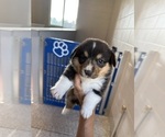 Puppy Male Puppy 5 Pembroke Welsh Corgi