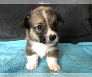 Pembroke Welsh Corgi Puppy for sale in RAMONA, OK, USA