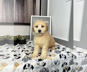 Goldendoodle (Miniature) Puppy for sale in FRANKLIN, IN, USA