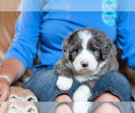 Small Photo #6 Bernedoodle Puppy For Sale in BERLIN, NJ, USA