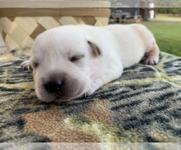 Medium Photo #4 Labrador Retriever Puppy For Sale in SOUTHMONT, NC, USA