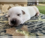 Small Photo #4 Labrador Retriever Puppy For Sale in SOUTHMONT, NC, USA