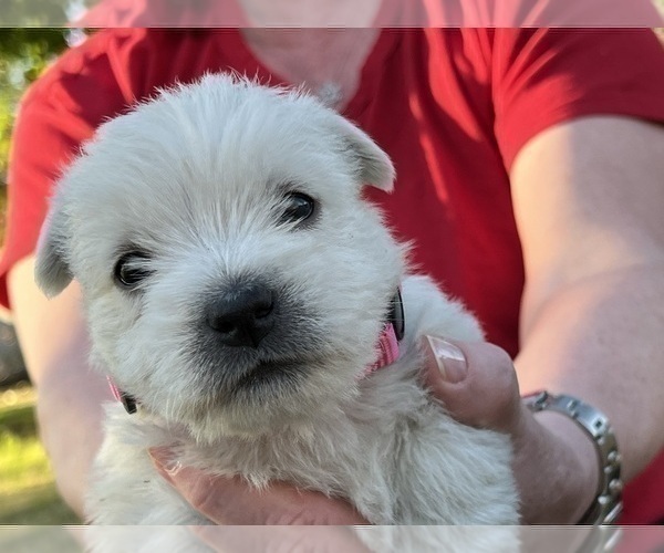 Full screen Photo #7 West Highland White Terrier Puppy For Sale in PHOENIX, AZ, USA