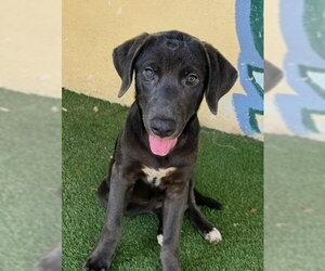 Mastador Dogs for adoption in Oakland Park, FL, USA
